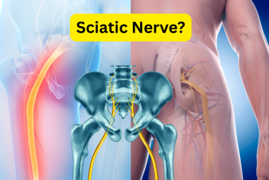 What Permits Passage of the Sciatic Nerve